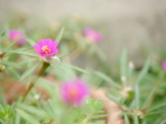 家の小さな花達 2