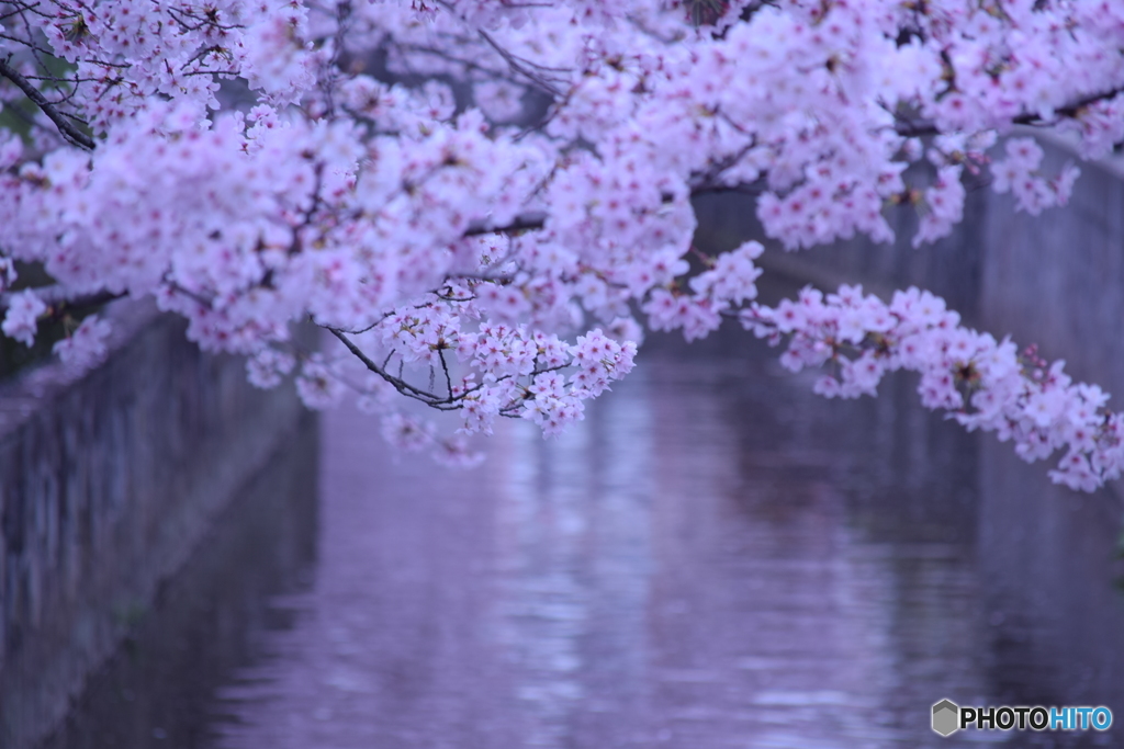 長瀬川の桜