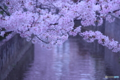 長瀬川の桜