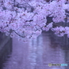 長瀬川の桜