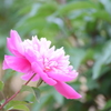 芍薬　1