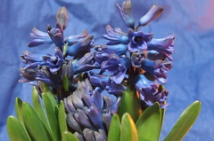ヒヤシンス　5