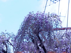 藤が咲いていました　1