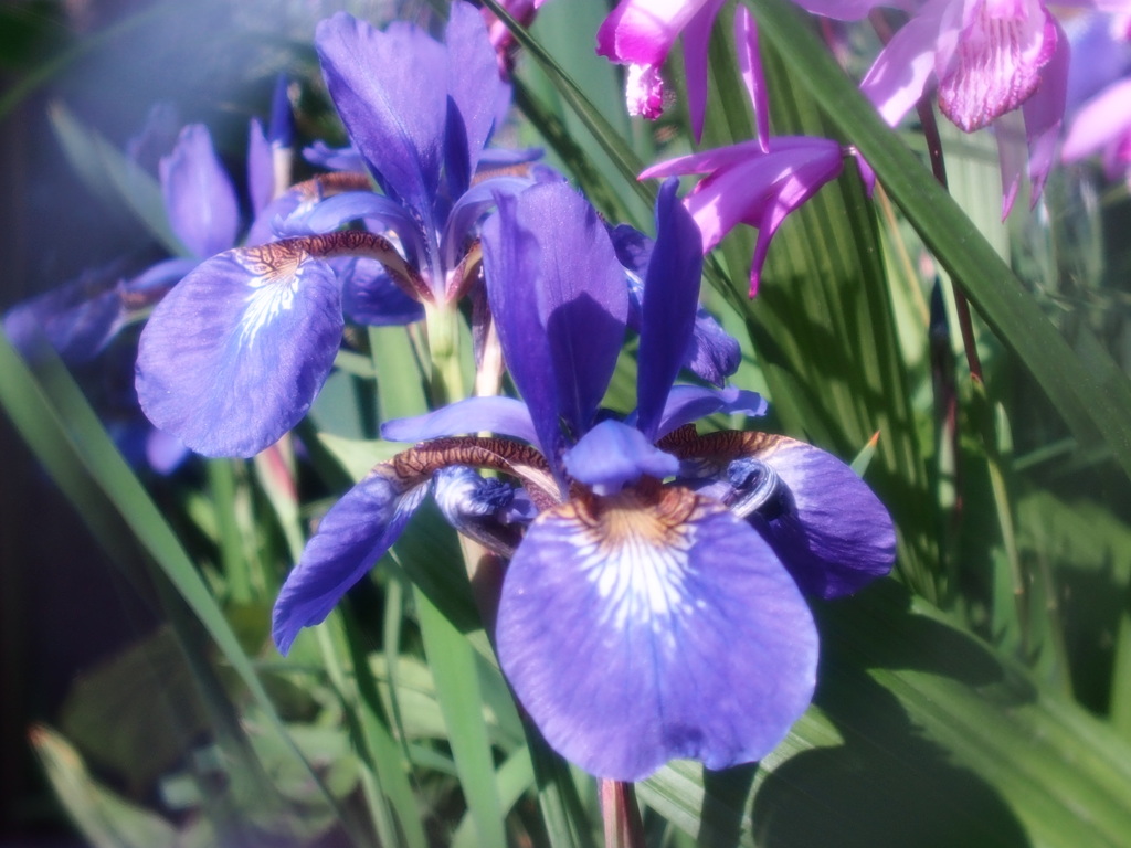 我が家の花達　3