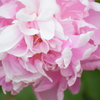 芍薬　3