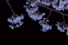 ソメイヨシノ　夜  4