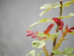 家の小さな花達　1
