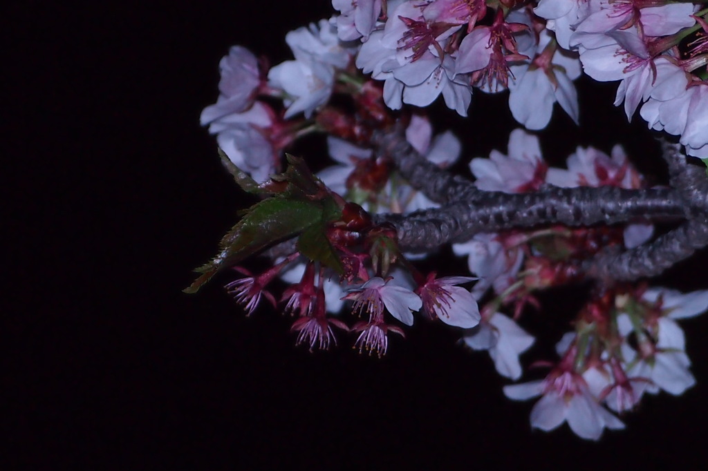 ソメイヨシノ　夜　1