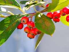 P1060409