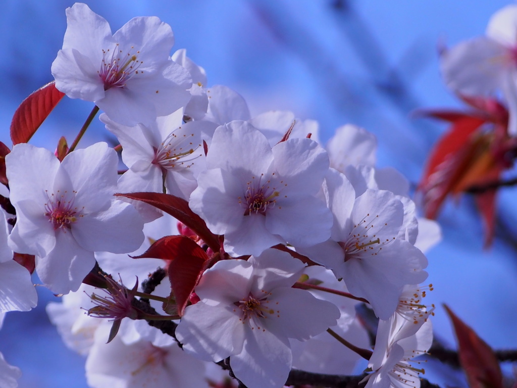 桜　1