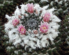 美しい花にはトゲがある