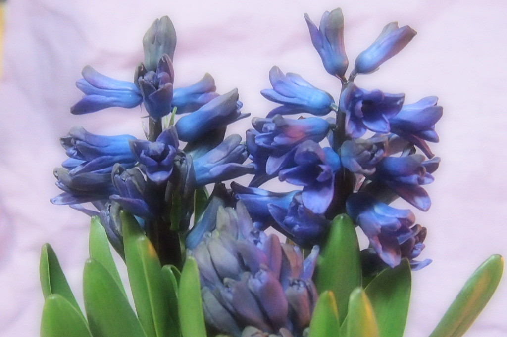 ヒヤシンス　3