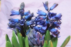 ヒヤシンス　3