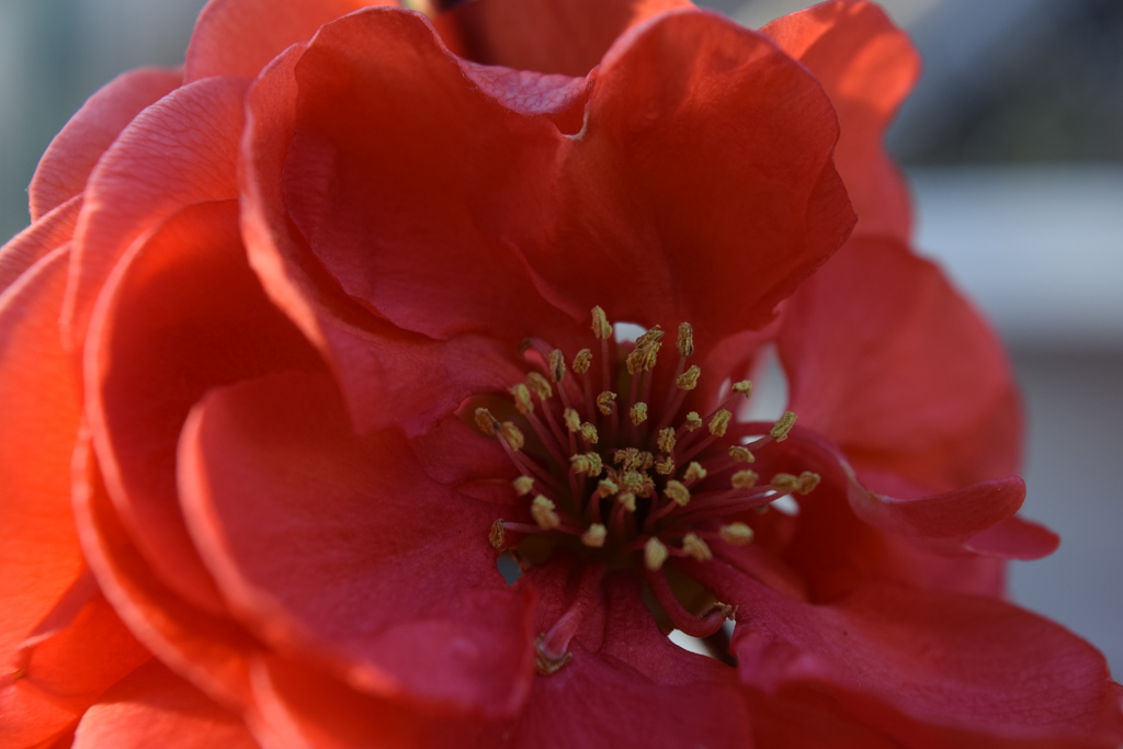 育てているボケの花　1