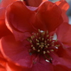 育てているボケの花　1