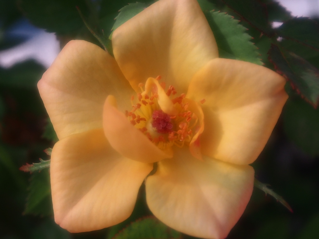 我が家の花達　1