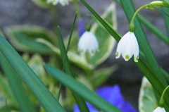 スノーフレーク