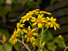 P1060987