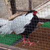 DSCF1167