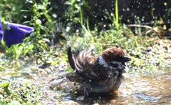 雀の水浴び　1
