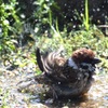 雀の水浴び　1