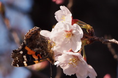 春の訪れ　5