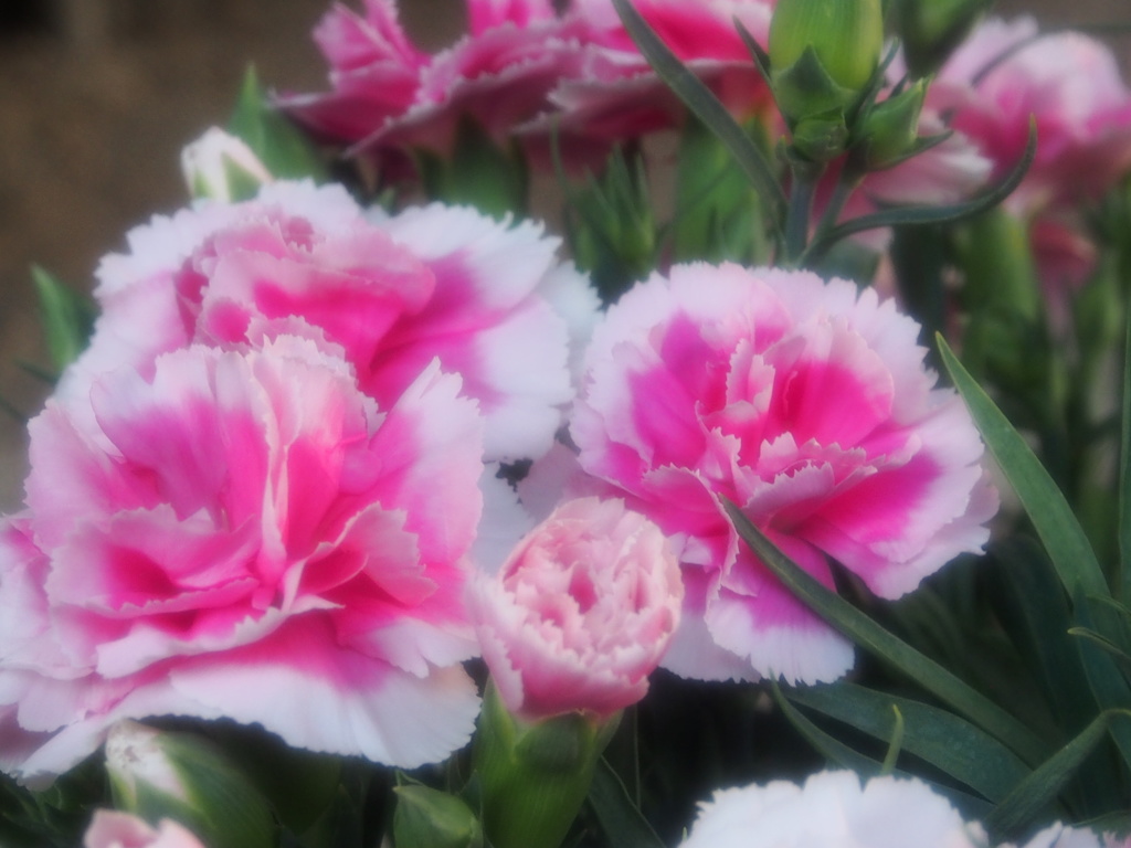 我が家の花達　2