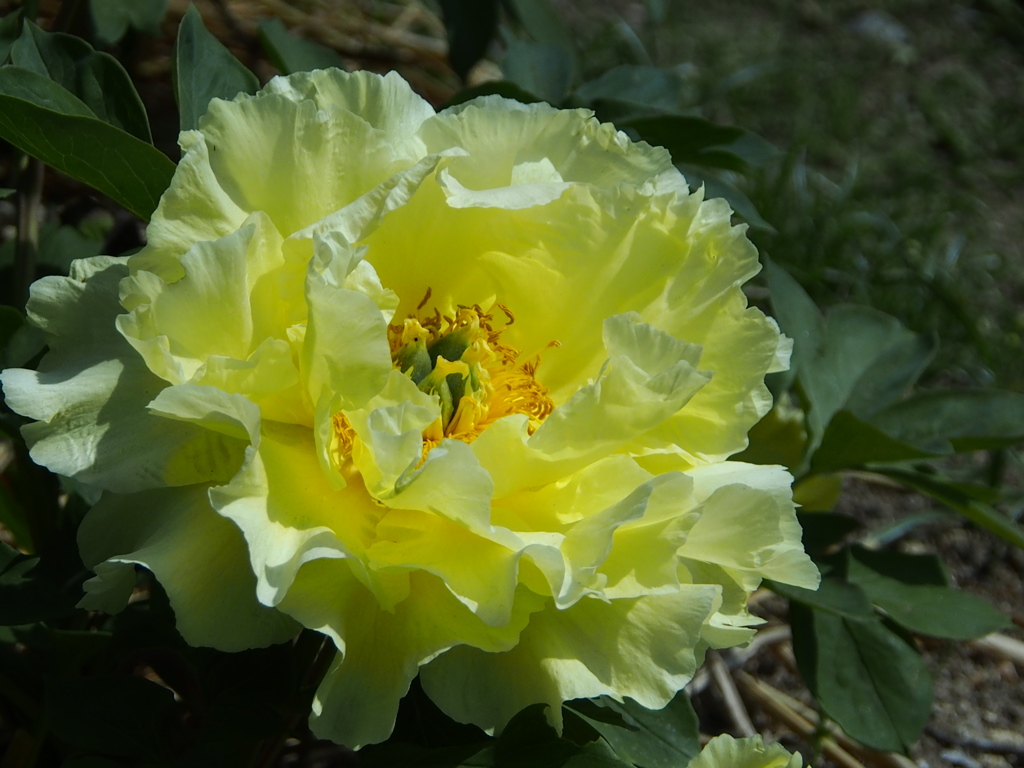 久宝寺公園の芍薬園　2
