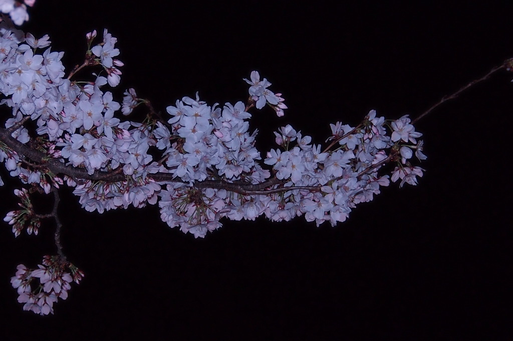 ソメイヨシノ　夜  3