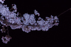 ソメイヨシノ　夜  3