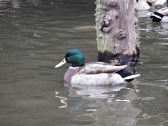DSCF1164