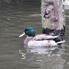 DSCF1164