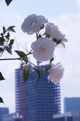 中之島公園　3