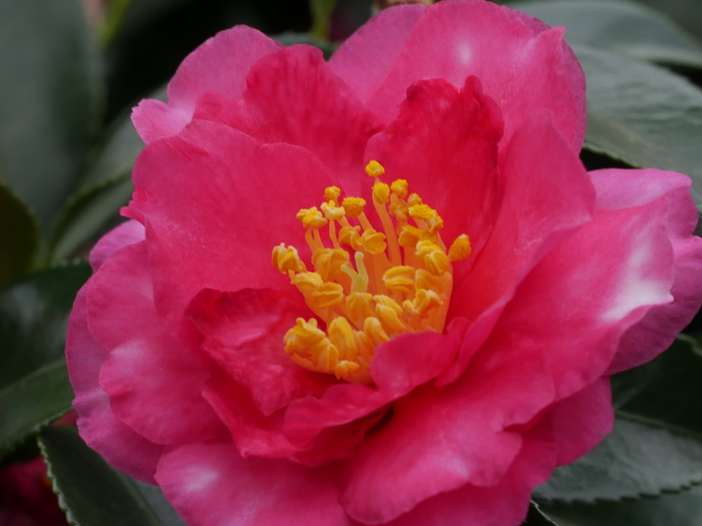 山茶花