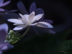 狂い咲き  3