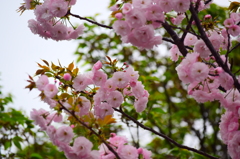 大阪造幣局の桜　2