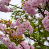 大阪造幣局の桜　2