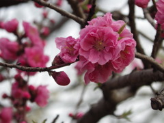 春を求めて　桃の木　2