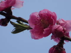 春を求めて　桃の木　1