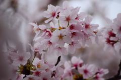 長瀬川の桜