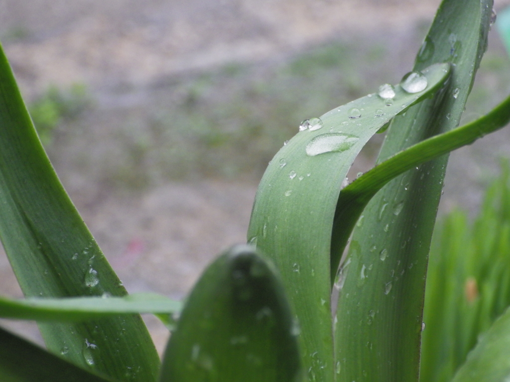 雫