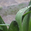 雫