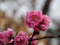 春を求めて　桃の木　3