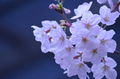 今日の桜