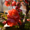 ボケの花　2