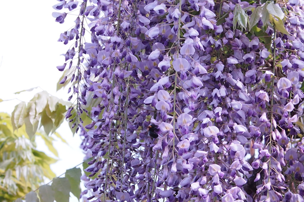 藤の花が満開でした