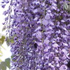 藤の花が満開でした