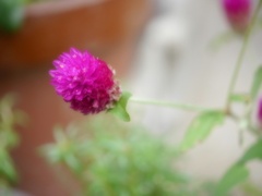 家の小さな花達 3