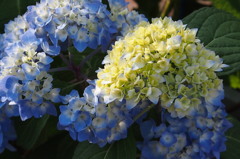 紫陽花