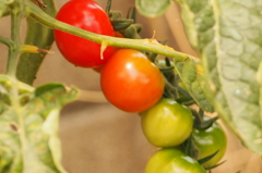 グランディション